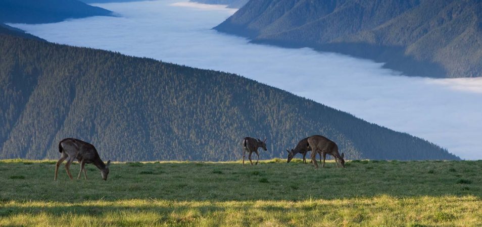 Deer graze in a grassy plain with a river in the distance at Olympic National Park in Washington.